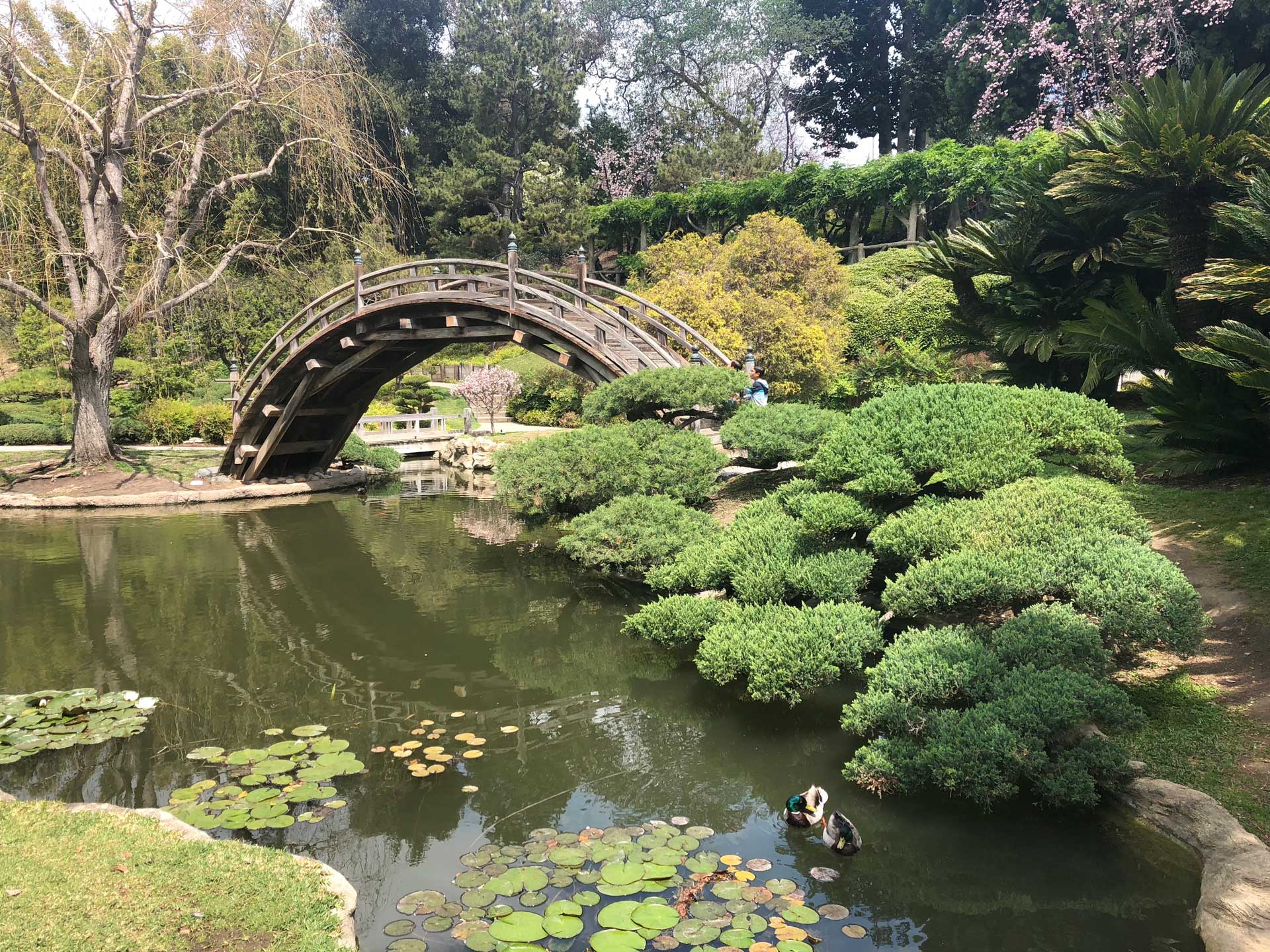 Huntington Gardens